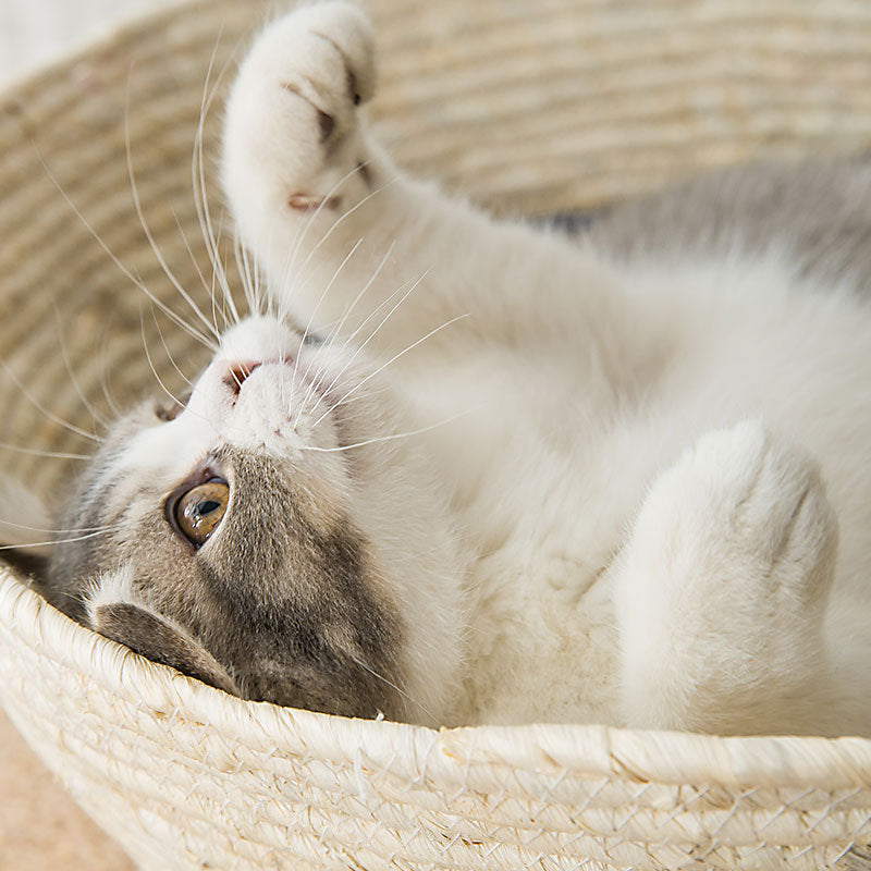 Cat in basket close up